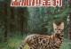2017孟加拉市场现状与发展趋势（探索孟加拉市场的机遇与挑战）