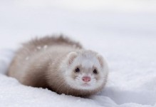 以雪貂鼠标为主题的文章——舒适握感与精准操控的完美结合（解析雪貂鼠标的设计特点及使用体验）