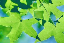 掌握绿色背景拍摄技巧的关键工具（使用合适的设备和软件拍摄完美的绿幕效果）