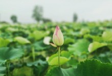磐石环球数码城（领先科技、优质服务、无限可能）