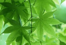 拍摄完美的绿色背景，离不开这些工具（掌握关键工具，让绿色背景拍摄更加出色）