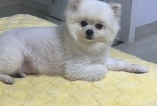 糯米6手机综合评测——性能强劲，拍照出色（一款值得期待的高性价比手机）