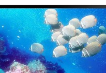 2015年海信电视的优势与不足