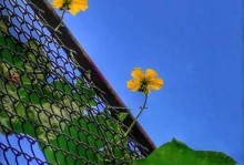 美图6s拍照效果全面升级（领先市场的拍照神器，美图6s让你成为摄影大师）